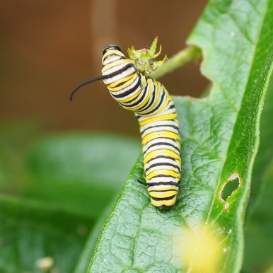 hungry-caterpillar